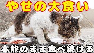 痩せてる猫がここぞとばかりに必死に食べ続ける さくらねこたちへの給餌