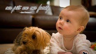 Yorkie Dogs Meeting Babies for the First Time - Yorkie Dog Laughing and Playing Baby Compilation