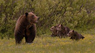 399 & 4 tiny cubs eating yellow flowers | Inspire Wild Media