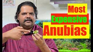 How to Grow Anubias | Aquarium Plants | Beginners Guide | Still Water Aquatics | Aquatic Plants