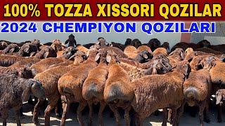 2024 CHEMPIYON QOZILARI BUNAQASI BOLMAGAM SHOSHLING SONI 100ta