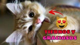  Funny Animals and Cute  Compilation of the Funniest and Cute Animals