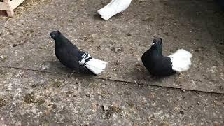 Брянские высоколетные голуби чёрные белохвостые