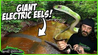 EXPLORING DEEP IN THE AMAZON | ELECTRIC EELS, RARE REPTILES & SNAKES!