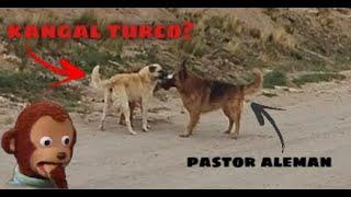 KANGAL TURCO EN BOLIVIA? apbt de paseo - pitbull en la calle / apbt for a walk-pitbull on the street