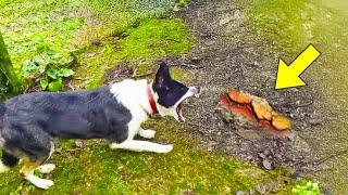 Dog Refuses To Stop Barking At Lump Of Dirt—Owner Was Shocked When He Discovers What Is Inside!