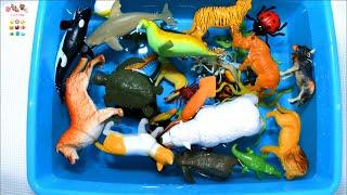 Learn Sea Animals Farm Animals Wild Zoo Animals Names English Korean. 바다동물 농장동물 야생 동물원동물 이름 배우기 영어.