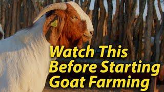 4 things to consider before starting a goat farm business.