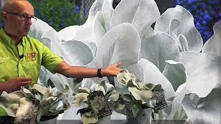 Senecio Angel Wings