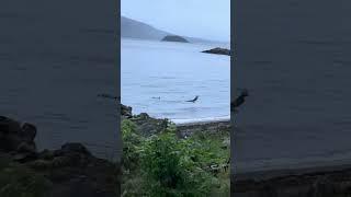 Bald Eagle attacks Family of Ducks