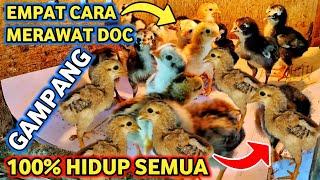 Cara Merawat DOC Ayam Kampung 100% Hidup Semua | Ternak Ayam Kampung