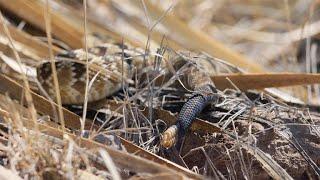 It Doesn’t Take Long to Spot Snakes in the Chihuahuan Desert