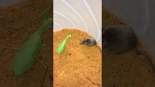 Mantis vs. Rat| Mantis On catching rat #wildlife #wildanimals #animalphotography