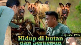 insiden hampir berkelahi sama anjing liar pemangsa kambing warta petani muda hidup di hutan