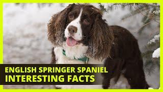 ENGLISH SPRINGER SPANIEL | Interesting facts you might not know about the English Springer Spaniel