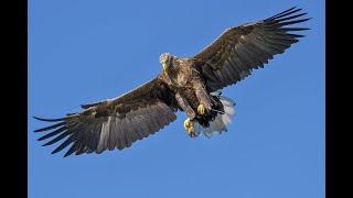 Adler nehmen keine Flugstunden bei Tauben!  Du bist MACHTVOLL! Don't forget! 