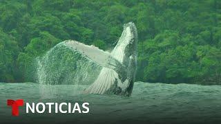 Planeta Tierra: Descubren el trayecto récord de una ballena jorobada | Noticias Telemundo