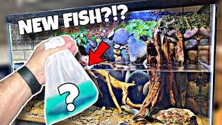 CRAZY Waterfall Aquarium Gets New Fish?!?