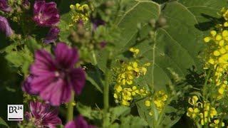 Landwirte kämpfen gegen Artenschwund: Was bringen Blühstreifen für Insekten? | BR24