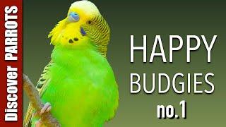 Happy Budgies 1 - Budgerigar Sounds to Play for Your Parakeets | Discover PARROTS