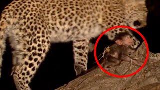 Unbelievable Footage of Animals Adopting Other Animals