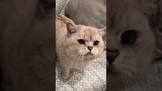 Meows Cat sound to attract cats! Continue! Realistic multiple meows 