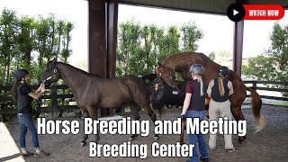 Horse Breeding  Close Up Video in Breeding Center