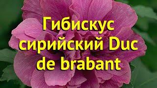 Гибискус сирийский Дюк де Брабант. Краткий обзор, описание hibiscus syriacus Duc de brabant