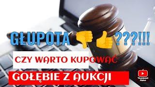 GOŁĘBIE POCZTOWE - CZY KUPOWAĆ GOŁĘBIE Z AUKCJI INTERNETOWYCH?