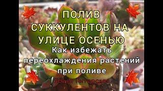 Полив суккулентов на улице осенью. Как избежать переохлаждения розетки.