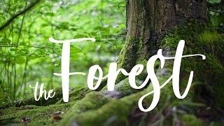 THE FOREST  | Cinematic short film / Nature B-roll