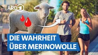 Merinowolle-Funktionsshirts von Icebreaker, Decathlon & Co.: Wirklich so gut? | Markt WDR