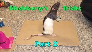 Blackberry's Spectacular Rat Tricks Part 2