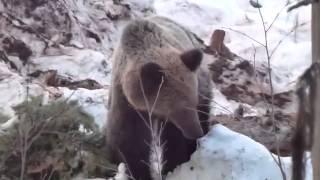 Siberian Brown Bear hunting in Irkutsk with ProfiHunt