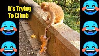 funny monkey Funny monkey compilation 2020 funny monkey doing stupid things