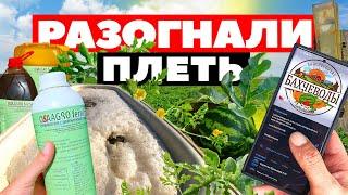 Разогнали плеть ️ 9 07 23