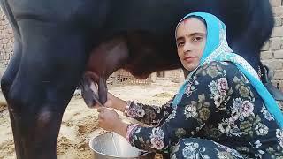 buffalo milking by hand  letest video @Pushpayaduvanshivlog #villagelife #hardwork #viralvideo