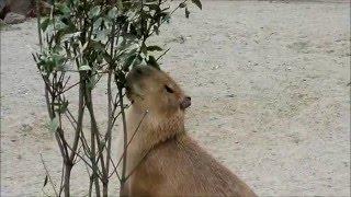 Capybara Family in Ueno Zoo, Tokyo, Japan