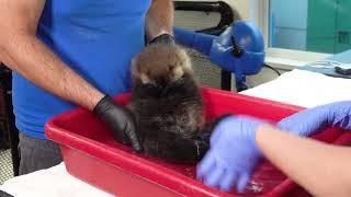 Joey's First Days at the Rescue Centre