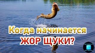 КОГДА НАЧИНАЕТСЯ ЖОР ЩУКИ?!КАК ловить щуку осенью на спиннинг?ловля щуки в сентябре октябре и ноябре