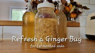 REPLENISH A USED GINGER BUG| Fermented Soda Series:All the Knowledge to make your own fermented soda