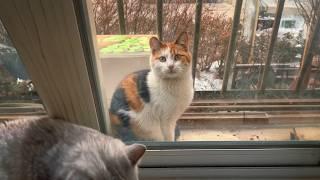 A stray mother cat seeks help outside the window, hoping to give her unborn kittens a safe home.