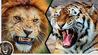 Амурский Тигр убивает Льва, который стал на его Пути / Лев против Тигра
