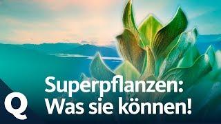 Superpflanzen: Die neue Waffe für den Umweltschutz | Quarks