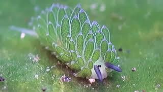 leaf sheep