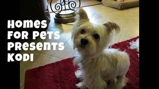 HFP Homes For Pets Kodi