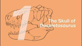 Cole the Daspletosaurus 1: Skull | Learn to Draw Dinosaurs with ZHAO Chuang