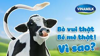 SỮA TƯƠI VINAMILK 100% - BÒ VUI THẬT, SỮA NGON THẬT