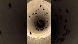 There's a lot of cockroaches in the myriad pipes #shorts #short #insectshunter #horrorstories