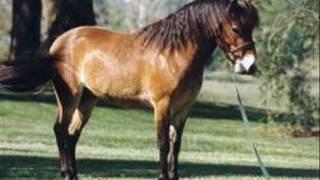 Breed Spotlight :: Gotland Pony